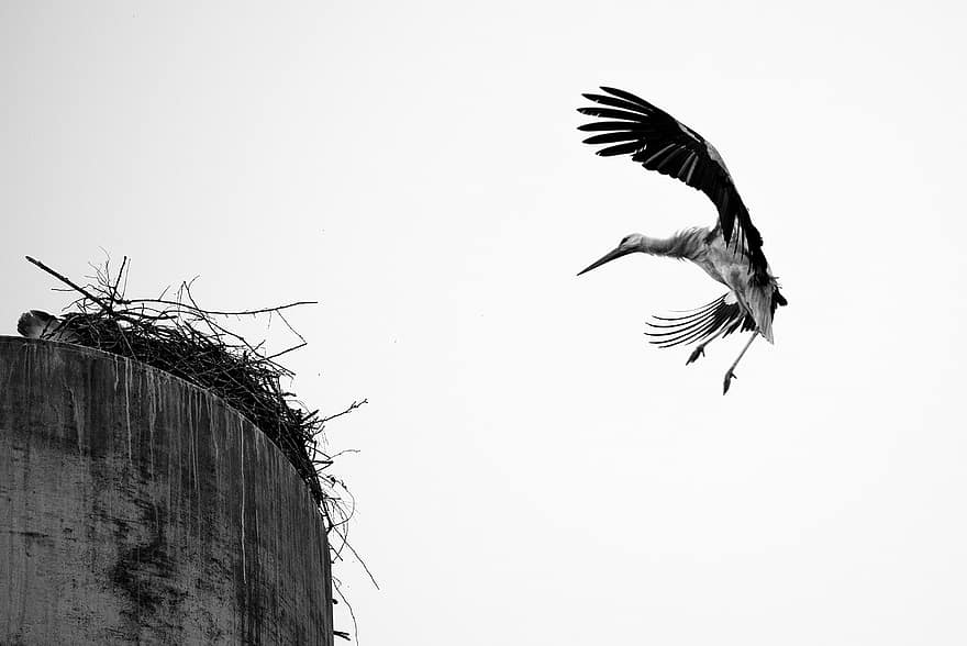 Stork, Bird, Wing, Flying, Animal, Land, Beak, Landing, Flight