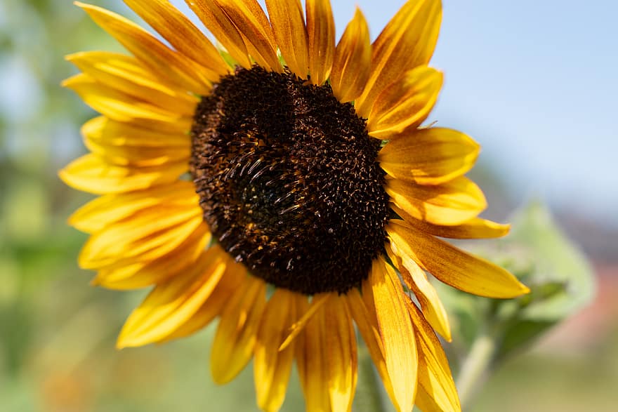 sunflower, flower, flora, field, nature, yellow, garden, organic, outdoors, growth, natural
