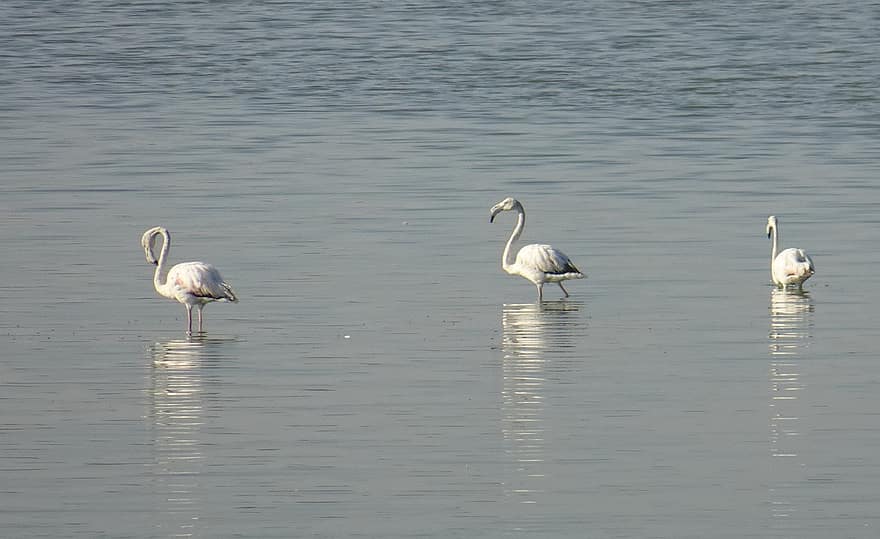 burung-burung, flamingo yang lebih besar, danau, phoenicopterus roseus, margasatwa, alam, air, binatang di alam liar, paruh, kolam, bulu