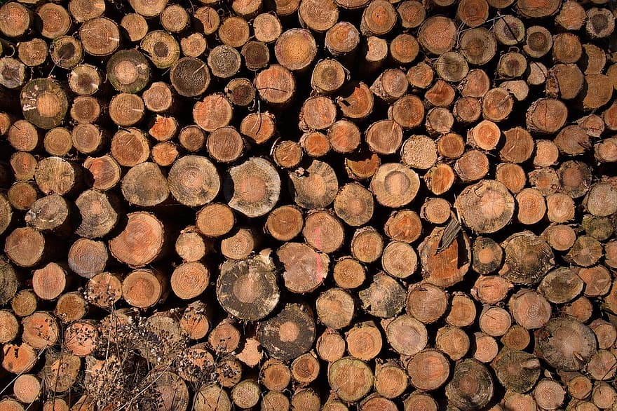 troncs d’arbres, llenya, fusta