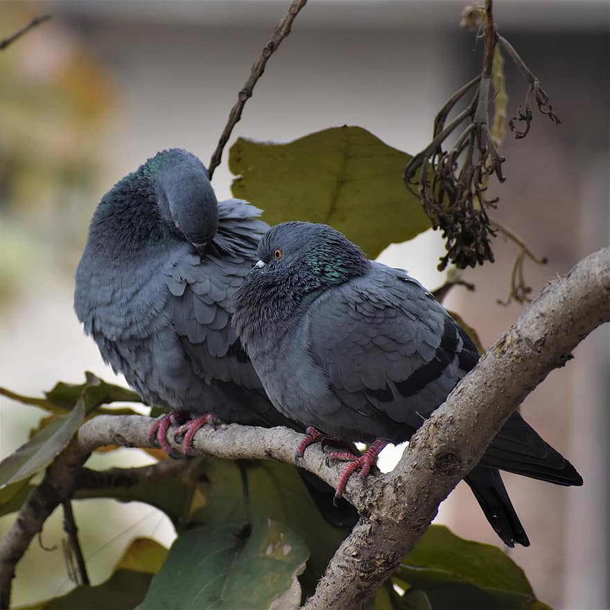 City Doves, Pigeon, Nature, Wildlife, Bird, Nikon, Photography, Bird Watching, beak, feather, branch