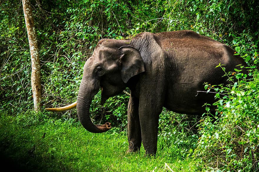 слон, животное, млекопитающее, дикий, бивень, хобот, толстокожее животное, большое животное, крупное млекопитающее, Африка, природа