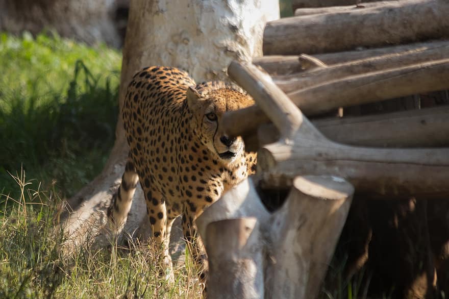 Cheetah, Animal, Big Cat, Mammal, Predator, Wildlife, Safari, Zoo, Nature, Wildlife Photography, Wilderness
