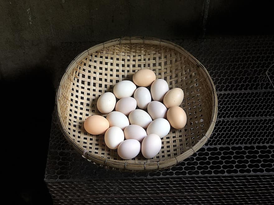 ovos, cesta, proteína, colesterol, casca de ovo, nutrição, Comida, pássaro, pena, Páscoa, aves domésticas
