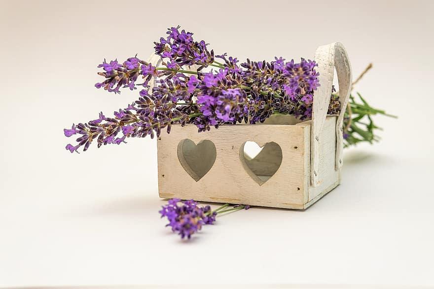 Lavendel, Blume, Pflanze, Natur, lila, violett, Duft, Blumen, Heilpflanze, Homöopathie, duftend