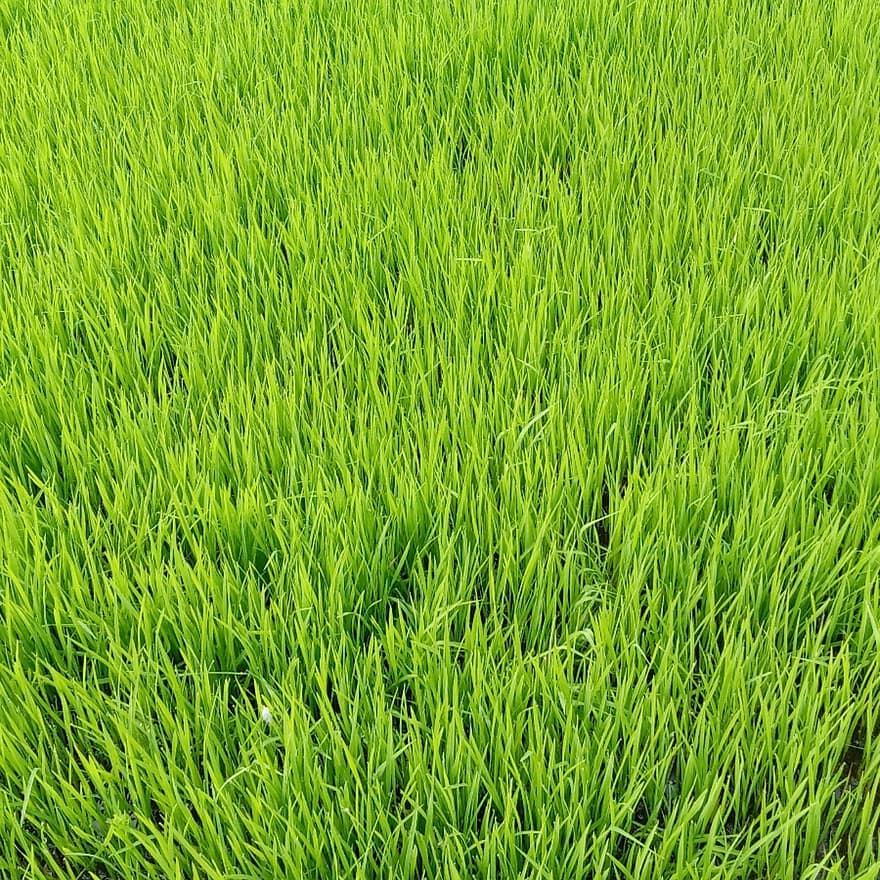 vihreä, tausta, riisipelto, ruoho, kenttiä, sato, maatalous