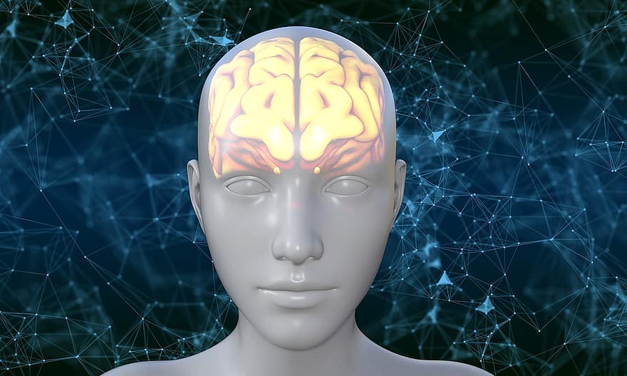 menselijk, hersenen, avatar, biologie, gedachten, kennis, persoon, hoofd, denken, het denken, menselijke brein