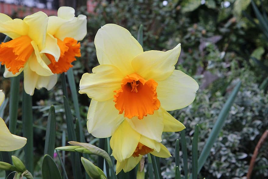 Flower, Narcissus, Botany, Bloom, Blossom, Growth, Macro, Petals, Garden, Orange, Spring