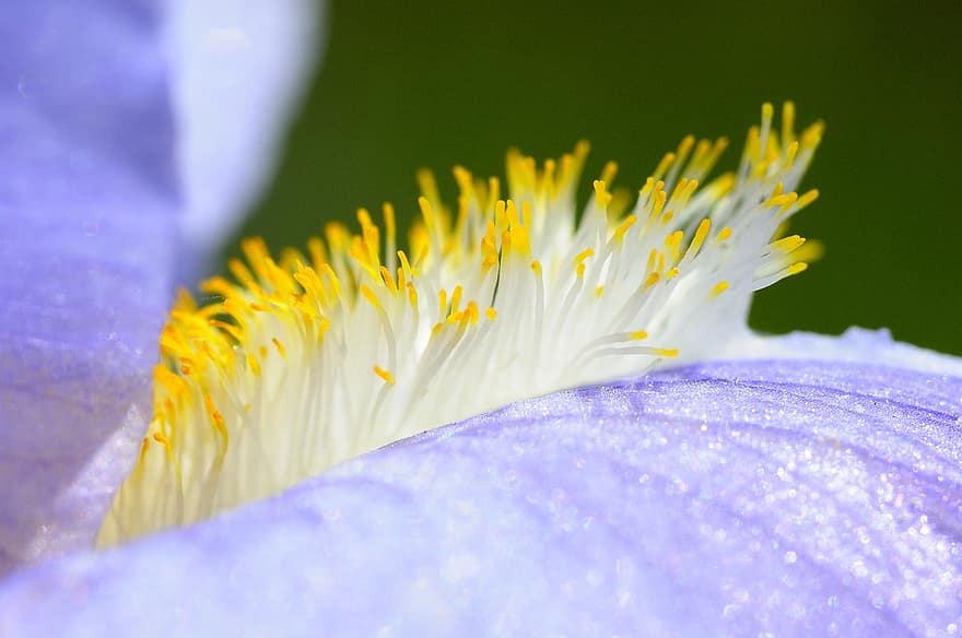 iris, blomst, støvbærere, petals, anlegg, natur, detalj, makro