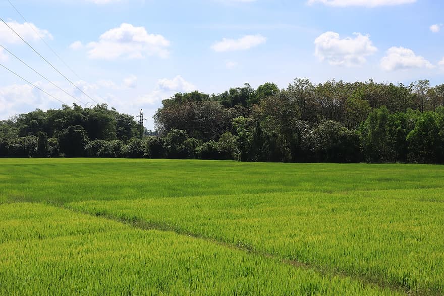 naturaleza, cielo, paisaje, verde, arrozal, escena rural, hierba, prado, verano, color verde, granja
