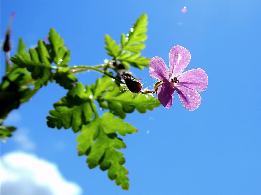 пурпурна квітка, пелюстки, фіолетові пелюстки, цвітіння, флора, природи, весна