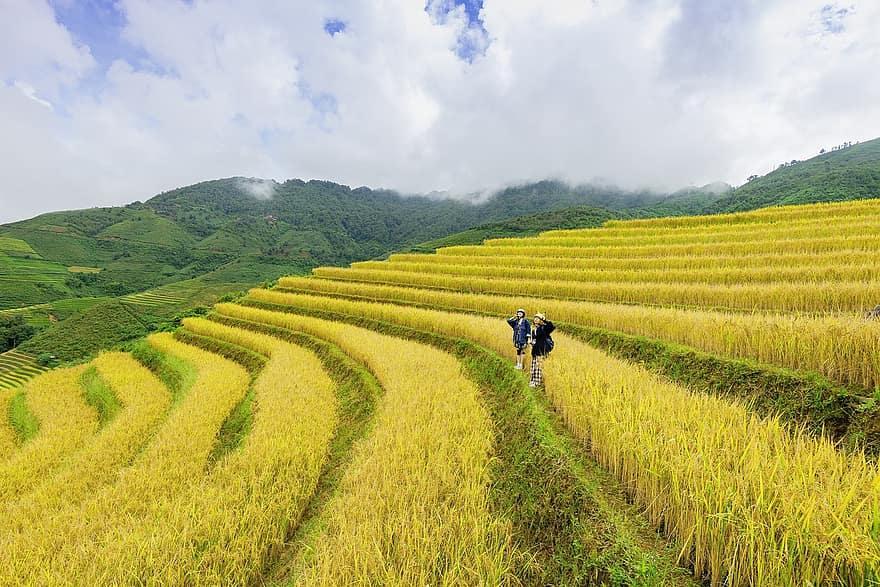 terrasses, rizières en terrasses, rizières, plantation, plantation de riz, ferme, agriculture, ferme de riz, terres arables, rural, riz