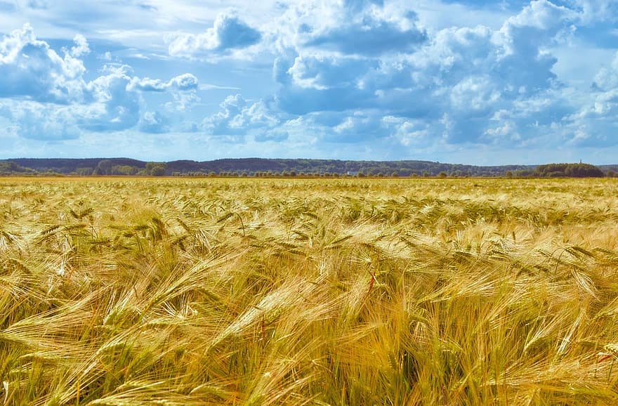 ladang gandum, bidang, gandum, jelai, bidang jelai, paku, tenda, pertanian, pemandangan pedesaan, musim panas, tanah pertanian