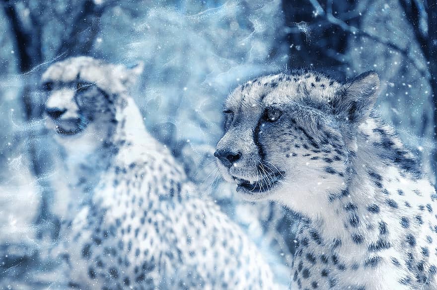 chat, neige, chat sauvage, art, ancien, hiver, la nature, animal