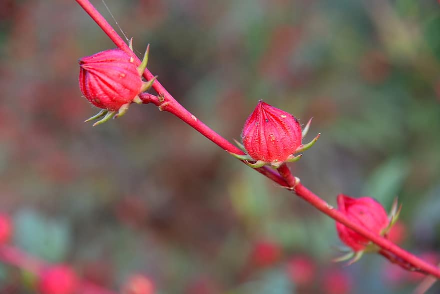 Розел, цветя, пъпки, червени пъпки, Хибискус Сабдарифа L, Malvaceae, растение, градина, природа, близък план