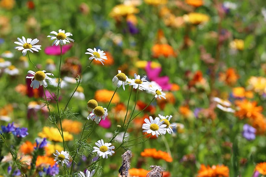 цветя, маргаритки, ливада, диви цветя, цветна поляна, цветни цветя, пчелна поляна, природа, разцвет, флора