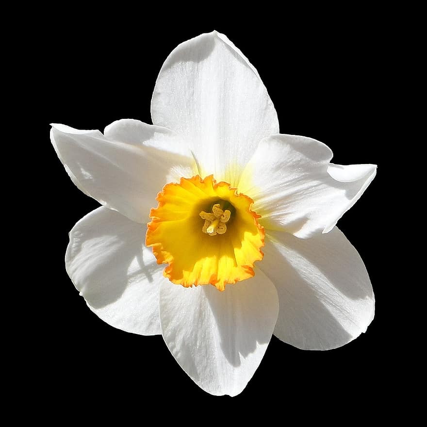 narcyz, biały, żółty, kwitnąć, kwiat, kielich, ścieśniać, wiosna, kiełkować, rosnąć, zapach