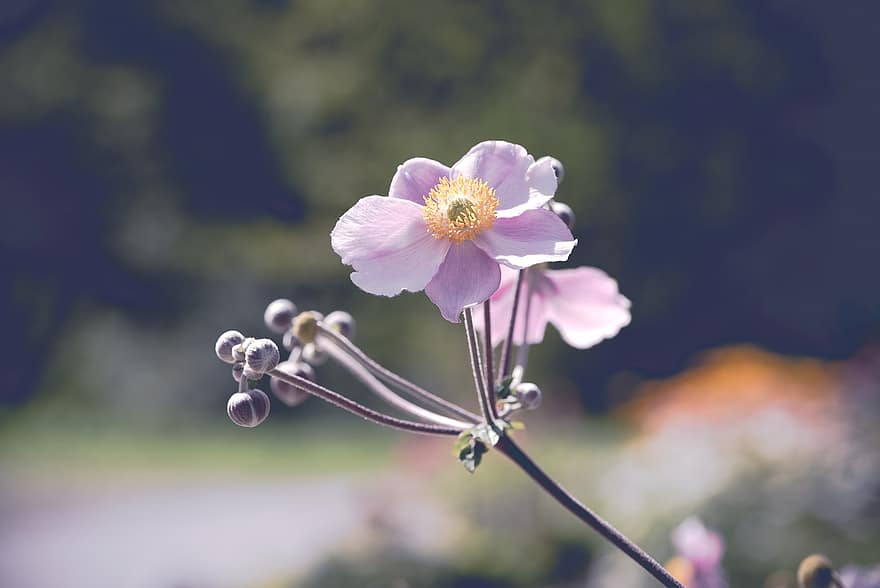 anemone giapponese, fiore, pianta, anemone, cadere anemone, gemme, fioritura, fiorire, pianta ornamentale, flora, giardino
