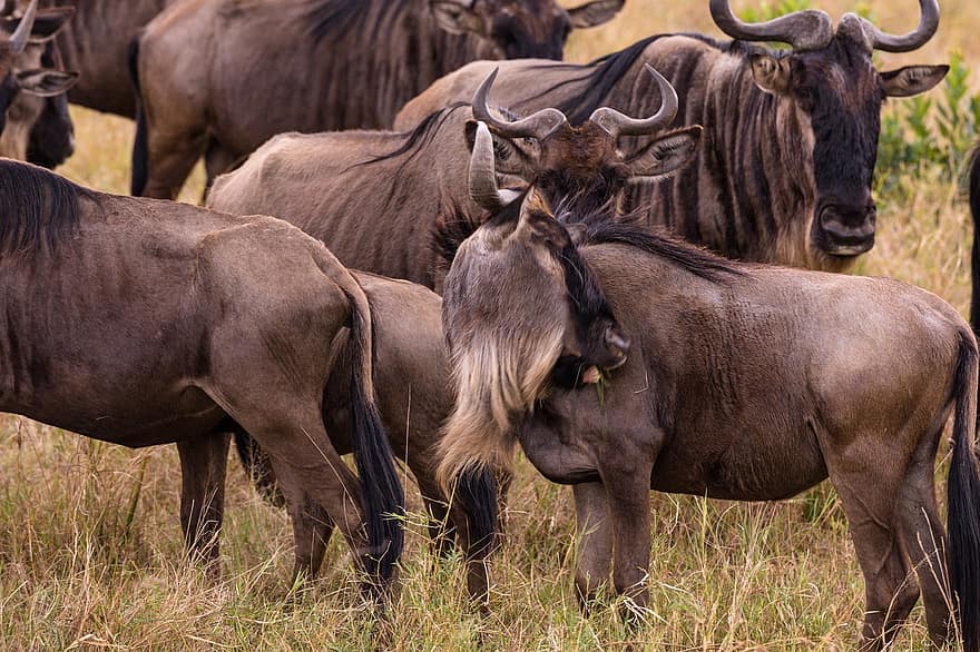 wildebeests, των ζώων, σαφάρι, gnus, θηλαστικά, φυτοφαγο ζωο, άγρια ​​ζωή, κέρατα, πανίδα, πεδίο, λιβάδι