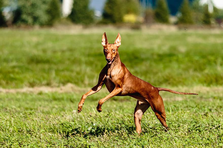 pies, Cirnecodell Etna, bieganie, na dworze, pole, aktywny, zwinność, zwierzę, atletyczny, piękny, rasa