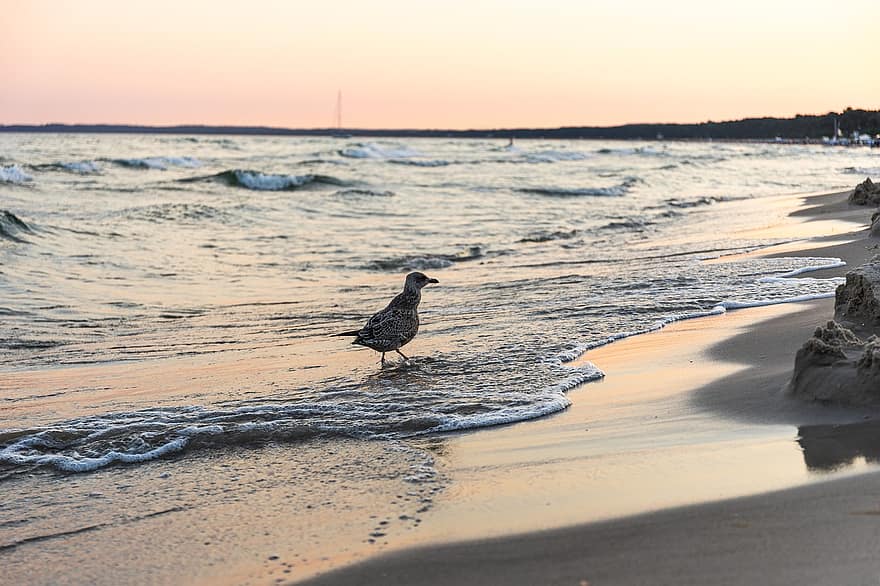 gaivota-prateada, de praia, Beira Mar, gaivota, Ave marinha, pássaro, aviária, animal, mar, oceano, costa