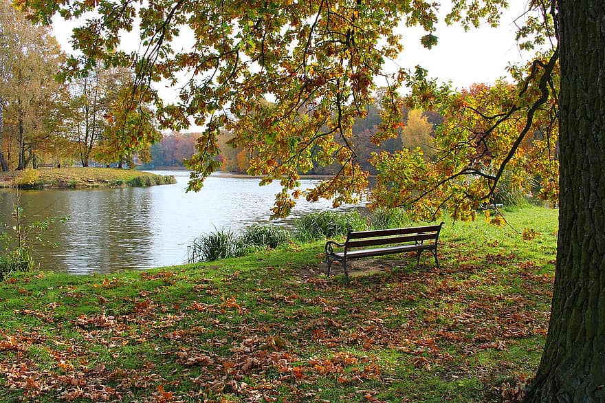 ベンチ、湖、秋、パーク、木、葉、自然