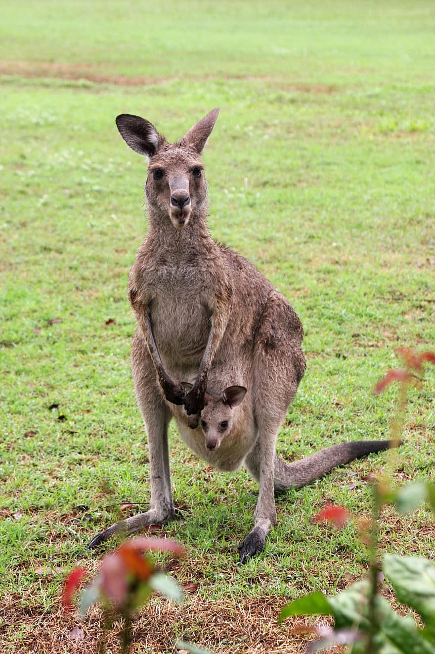 kenguru, gress, brun, vill, dyr, pattedyr, pungdyr