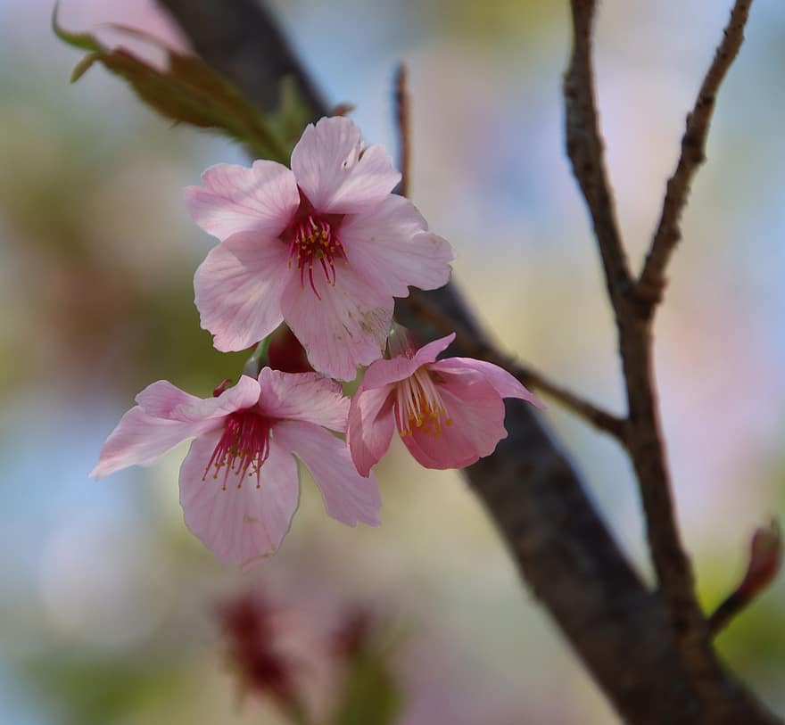 Flores de cerezo, sakura, Flores rosadas, las flores, flora, Cerezo, primavera, temporada de primavera, flor, de cerca, planta