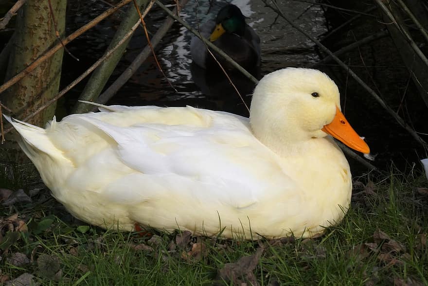 White Duck, Duck, Bird, Waterfowl, Animal, Plumage, Nature, beak, feather, pond, yellow