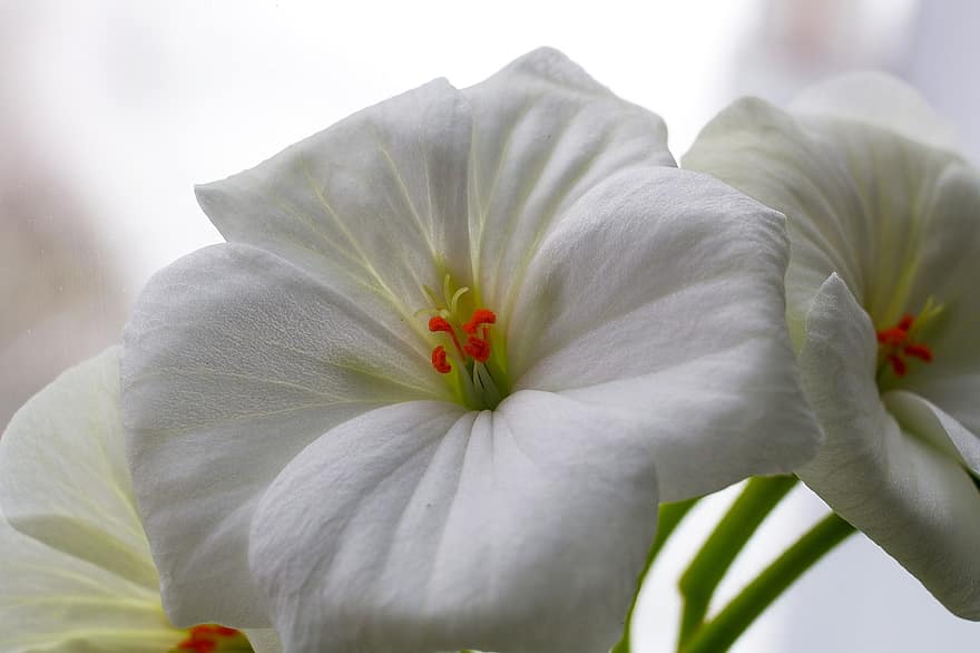 Flower, Geranium, Botany, White, Nature, Growth, Petals, Macro, Bloom