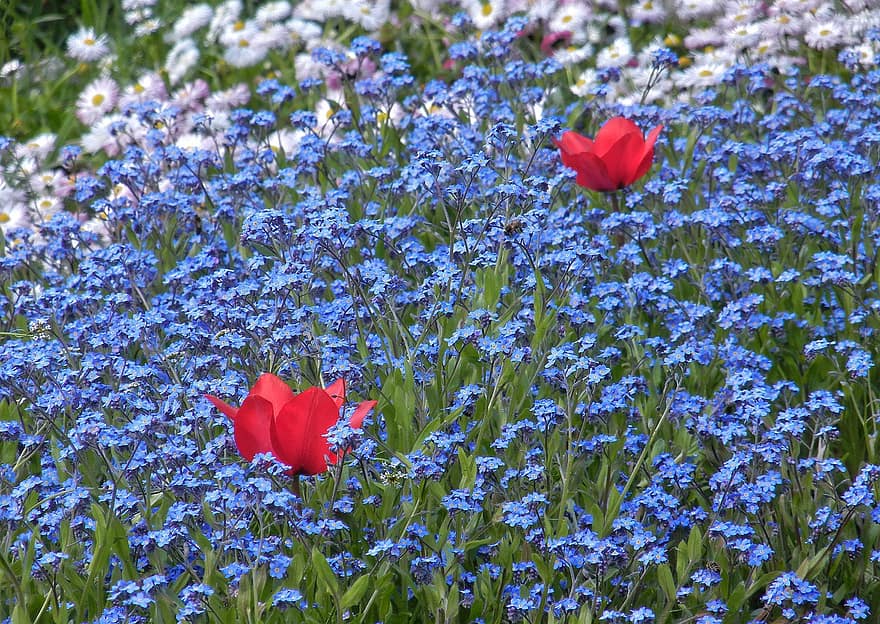 フラワーズ、チューリップ、青い花、野の花、春、自然、花、夏、工場、緑色、フラワーヘッド