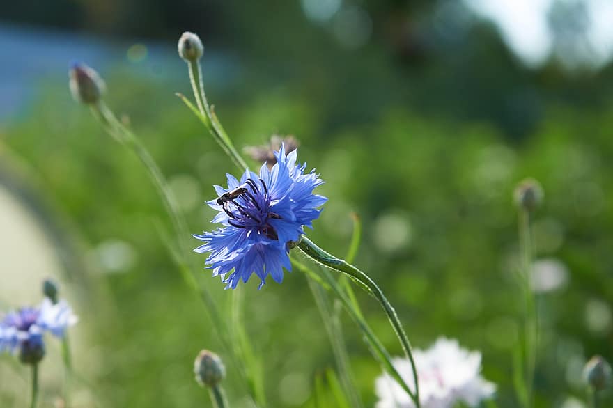 fleur, bleuet, Floraison, été, plante, fermer, couleur verte, printemps, Prairie, macro, herbe