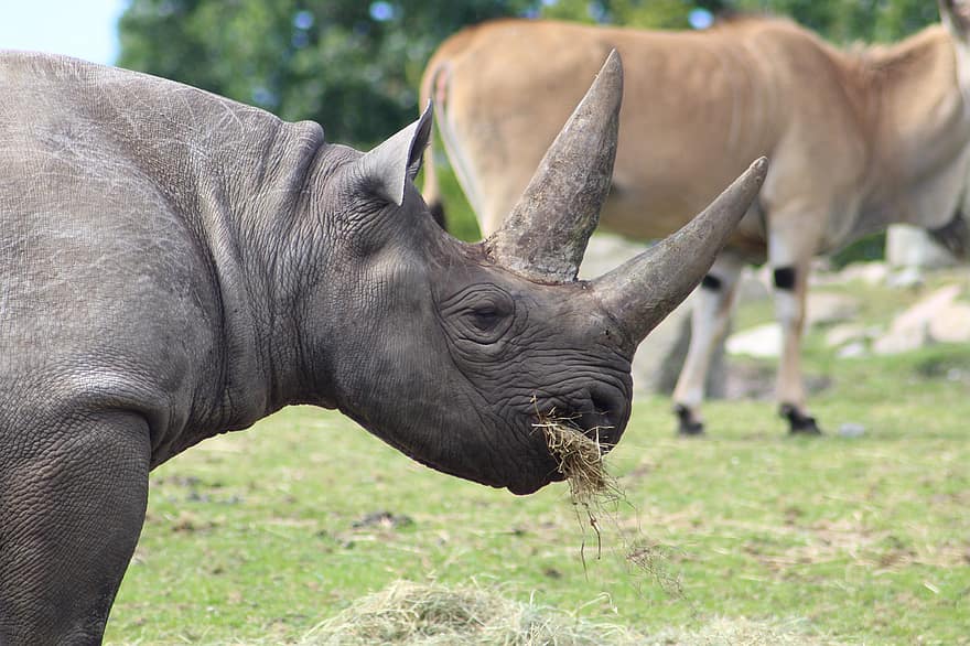 rhinocéros noir, Parc Ree, Manger des animaux, mammifères, à manger, sauvage