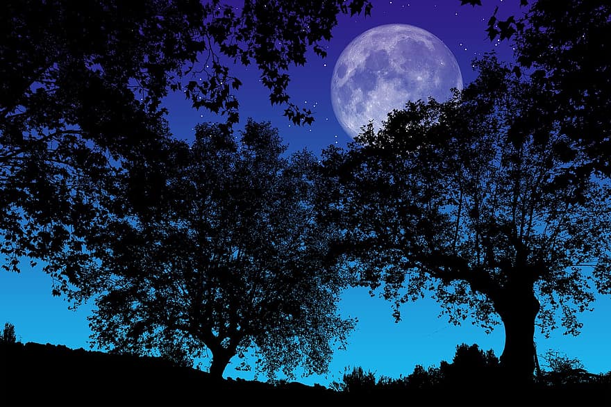 natten, fullmåne, trær, silhouette, natt, se, natur