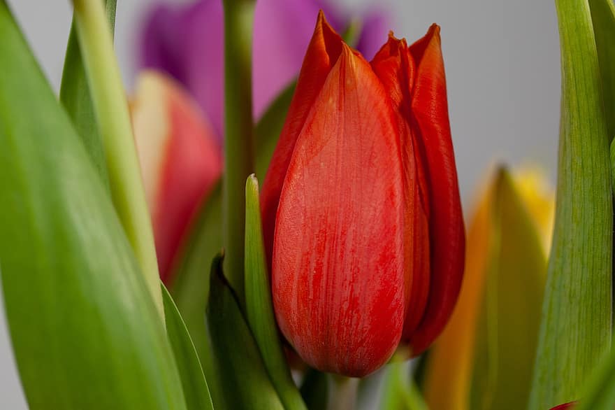 tulipán, virág, növény, kerti tulipán, Tulipa, piros tulipán, piros virág, szirmok, virágzás, levelek, csokor