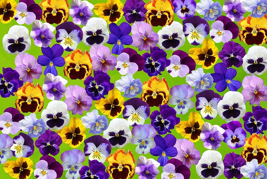 весна, анютины глазки, 400-500, цветок, Violaceae, весенний цветок, завод, цветы, пурпурный