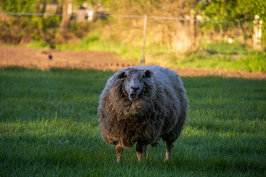 ovelha, Prado, Fazenda, animal, mamífero, pecuária, lã, Cordeiro, pasto, pastar, rural