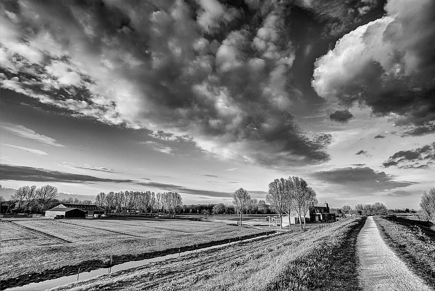 campagne, chemin de terre, des champs, des arbres, des nuages, horizon, paysage, noir et blanc
