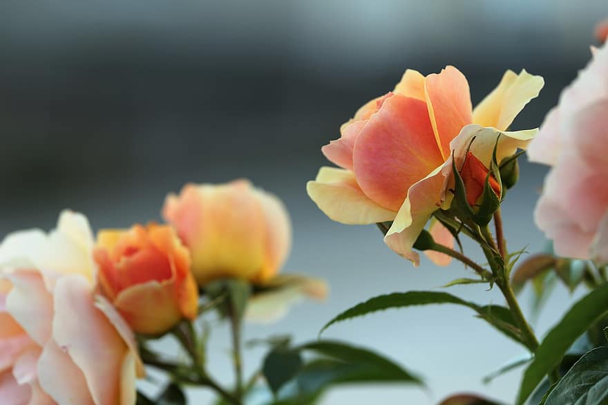 orange Rose, Rose, Blume, Rosenblüte, Blütenblätter, Rosenblätter, blühen, Pflanze, Flora, Nahansicht, Sommer-