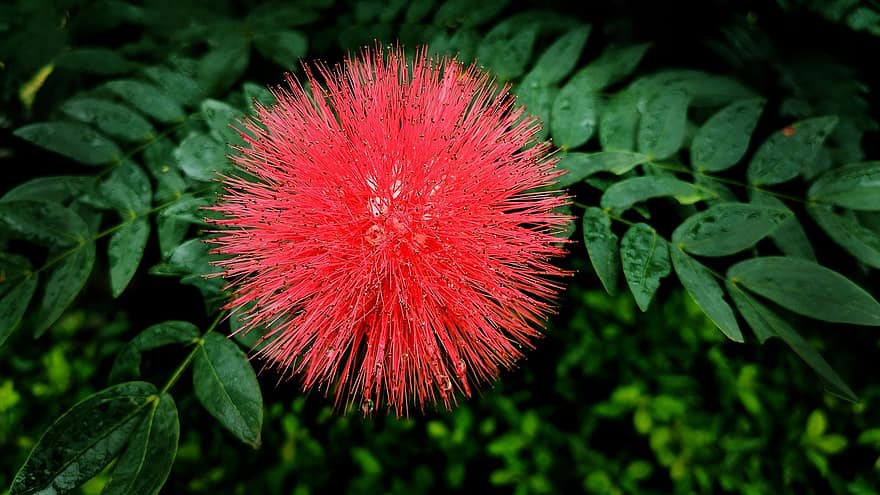 bottlebrush, червено цвете, callistemon, природа