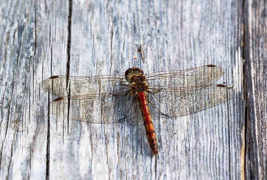λιβελούλα, έντομο, φύση, κόκκινο dragonfly, ζώο, γκρο πλαν, macro, ξύλο, ζωική πτέρυγα, καλοκαίρι, υπόβαθρα