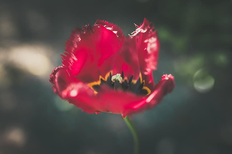 tulipán con flecos, tulipán, naturaleza, flor, primavera, jardín, planta, floración, flora, vistoso, fractalius