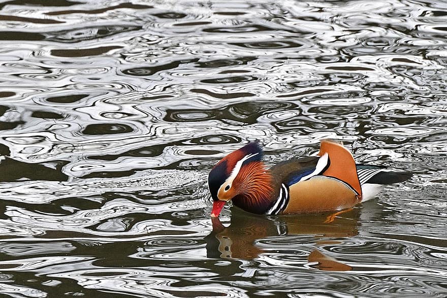 mandarin duck, and, sø, vandfugle, vand, Dam, fjer, næb, dyr i naturen, vand fugl, multi farvet