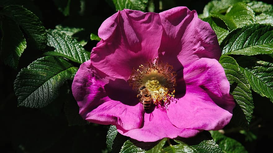 chien rose, fleur, abeille, insecte, pollinisation, plante, printemps, jardin, la nature, macro