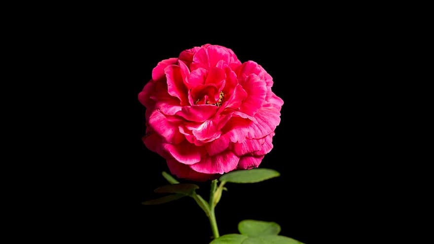 mawar, merah, bunga, cinta, mekar, romantis, menanam, berwarna merah muda, kelopak, flora