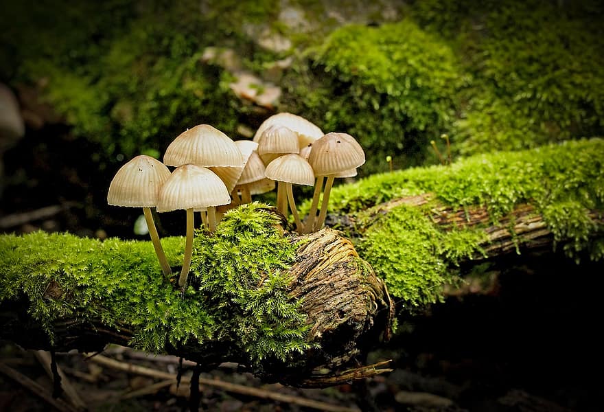 cogumelo, fungo, fungos, musgo, chapéu, natureza, floresta, plantar