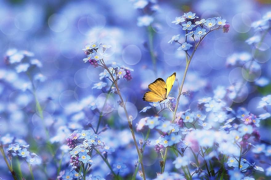 sommerfugl, lilla blomster, pollinering, hage, natur, blomst, nærbilde, sommer, anlegg, multi farget, våren