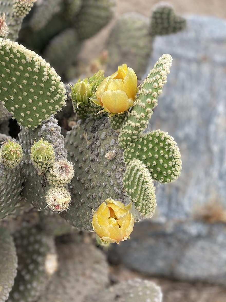 cactus, fiore, petali, picchi, natura, fioritura, flora