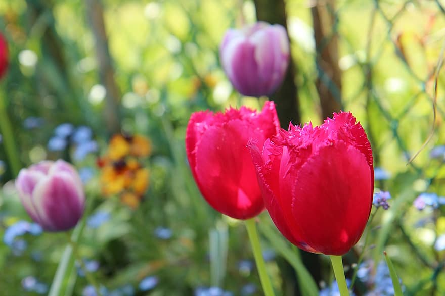 tulipány, červené tulipány, květiny, červené květy, okvětní lístky, červené okvětní lístky, květ, botanika, jaro, flóra