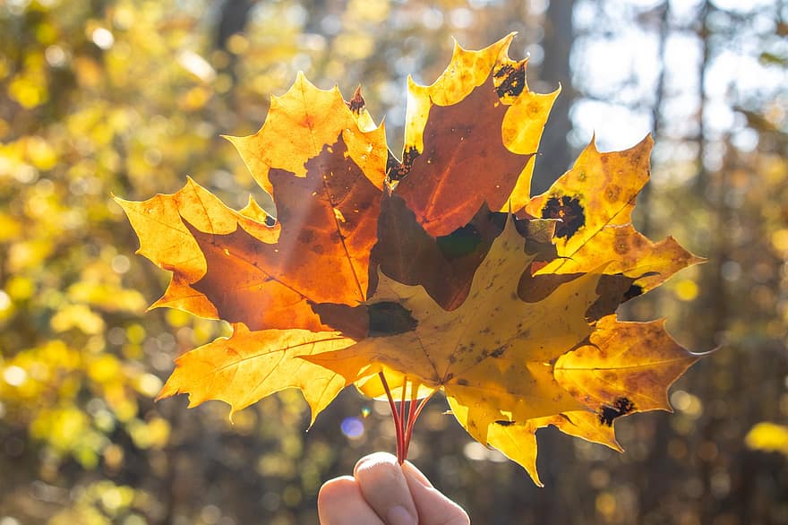 rudenī, lapas, raksturs, mežs, koki, ārā, kritums, sezonā, dzeltens, oktobris, daudzkrāsains